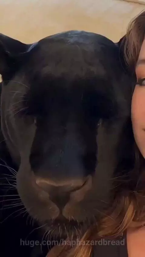 A woman sits closely with a large black panther on a couch. The panther yawns widely, showing its teeth.
