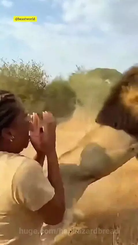 A large male lion with a full mane playfully hugs a man, putting its paws on his shoulders in a grassy field.
