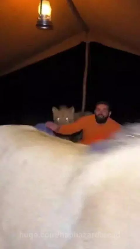 A lion climbs onto a sleeping person's cot inside a tent at night.
