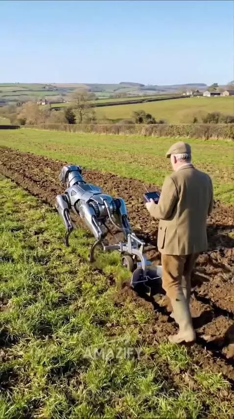 Man in tweed jacket and cap remotely controlling a metallic robot dog plowing a green field on a sunny day.