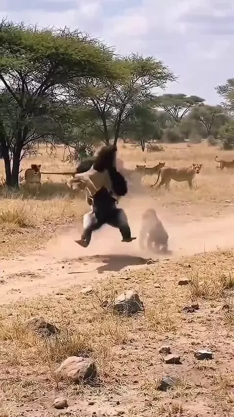 A large gorilla in a simulated fight, throwing a lion in a dry savanna environment with other lions watching.