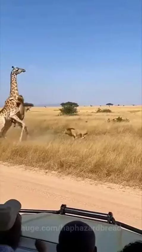 gadamnit! Did you see that? by haphazardbread