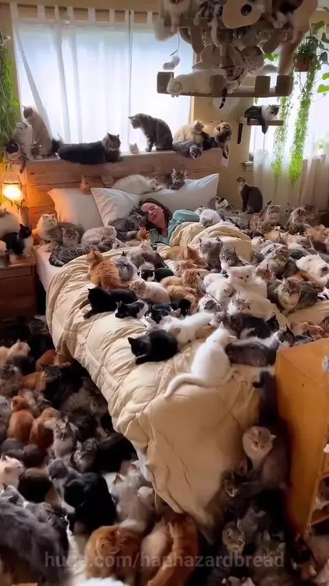Person sleeping in a bed completely surrounded by many cats on the bed, floor, and furniture.
