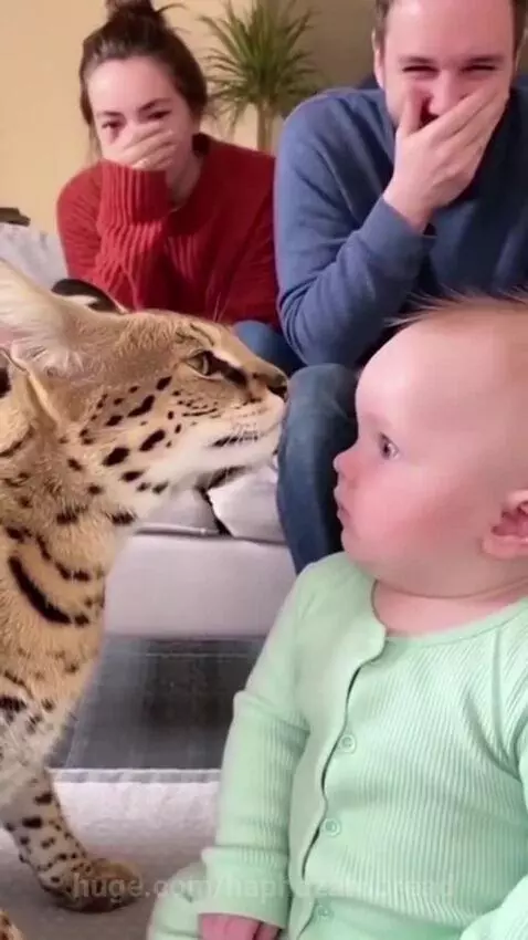Baby looks calmly at a serval cat making loud vocalizations with its mouth open.