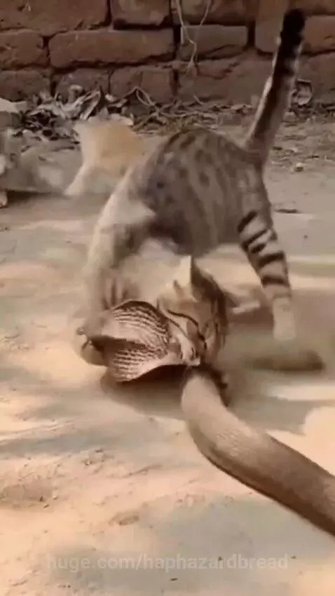 Tabby cat lunging at a cobra with flared hood, protecting a small kitten in the background.