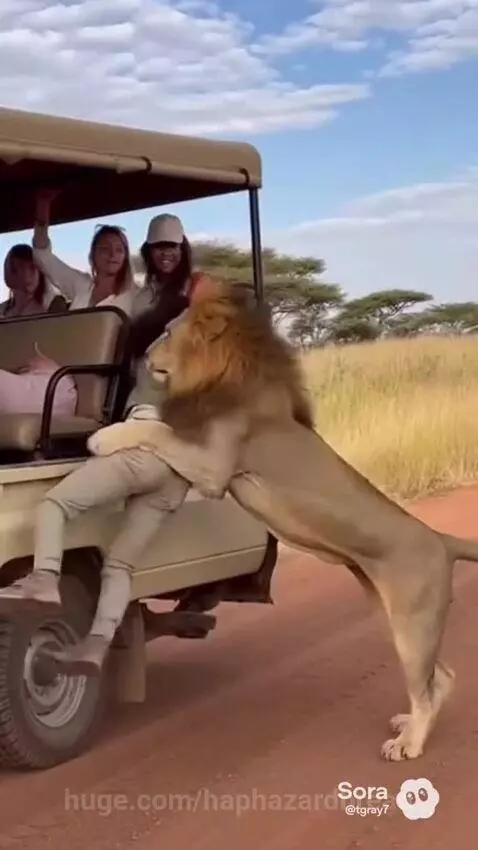 Lion stands on hind legs next to a safari vehicle, reaching towards a woman leaning out.