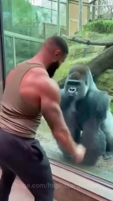 Muscular man flexes biceps at a gorilla in a zoo enclosure; gorilla responds with a chest beat and flex.