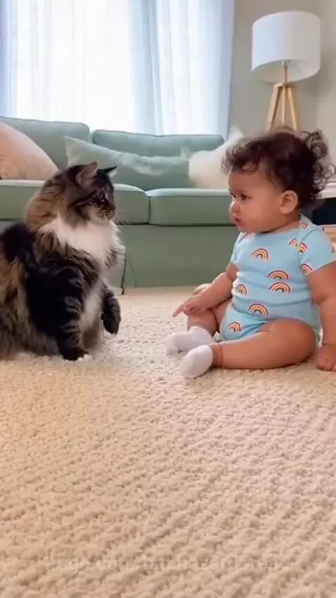 A baby in a rainbow onesie sits on a carpet near a large fluffy cat, reaching out towards it.
