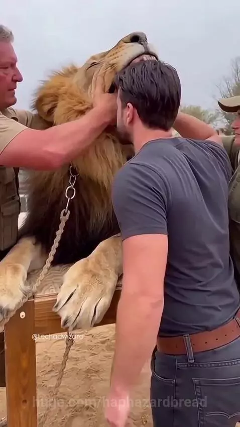 Men examining a sedated lion's mouth, one man quickly pulls back as the lion moves.