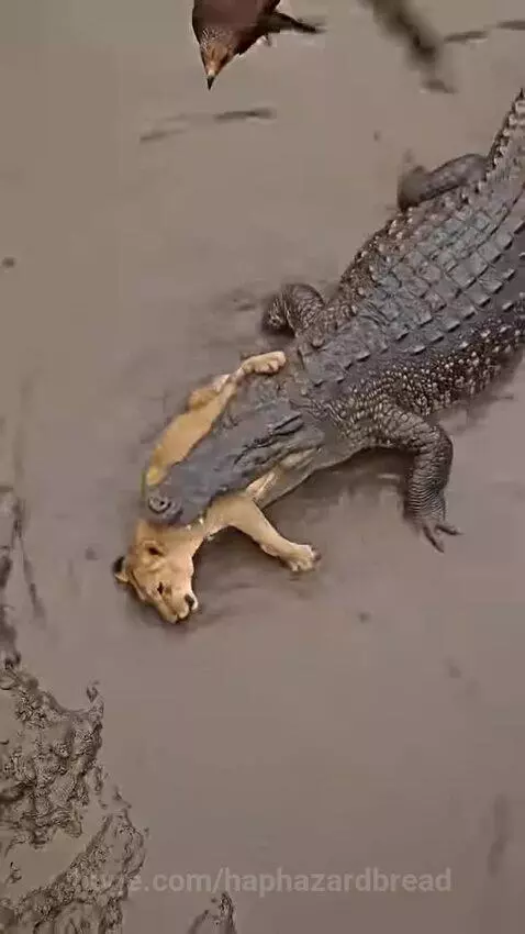 Male lion protecting cub from a crocodile after a dramatic rescue.