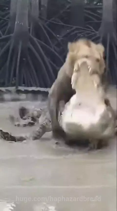 A lion and a crocodile locked in a fierce fight in shallow, muddy water.