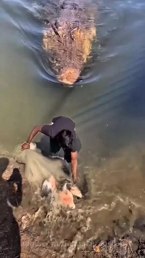 A man fishing in murky water is suddenly attacked by a large crocodile lunging from the water.
