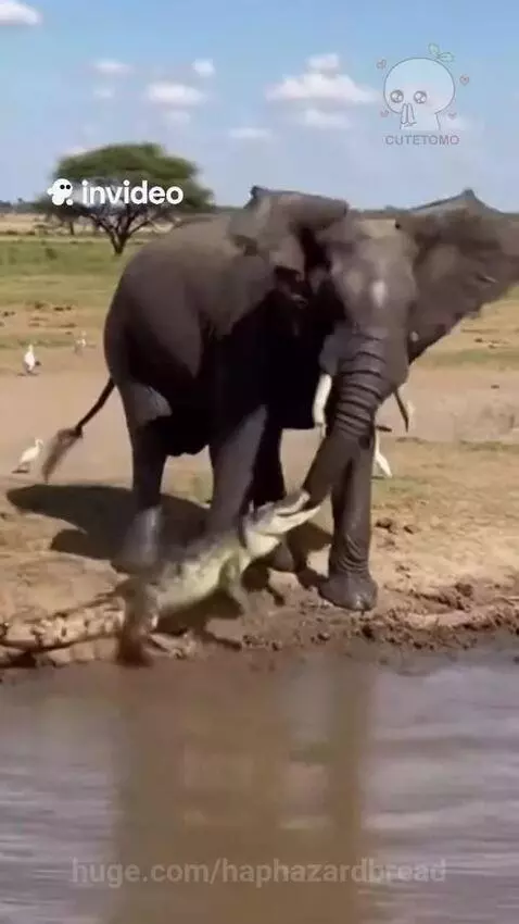 An elephant uses its trunk to lift a crocodile from a waterhole and slam it onto the bank.