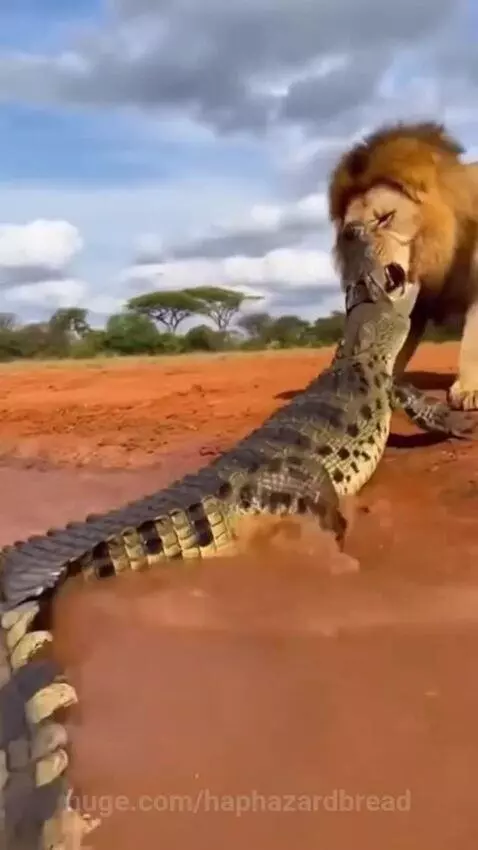 A lion bites the head of a crocodile that attacked it while drinking from a waterhole.