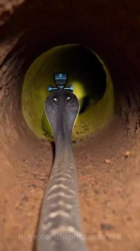 First-person view from a snake's head entering a dark burrow, revealing a chamber with many snakes and eggs.