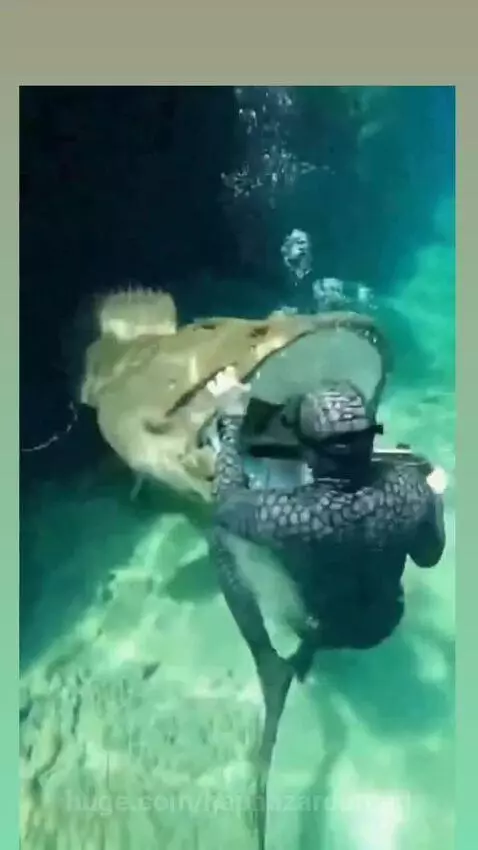 Spearfisher struggling underwater as a large fish attempts to bite their speargun near a coral reef.