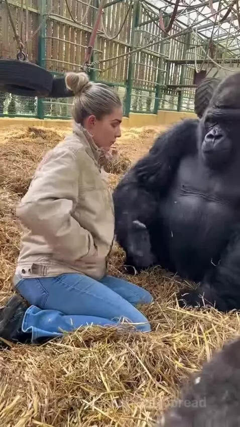 Woman and gorilla kneeling and gently touching hands inside an animal enclosure with hay.