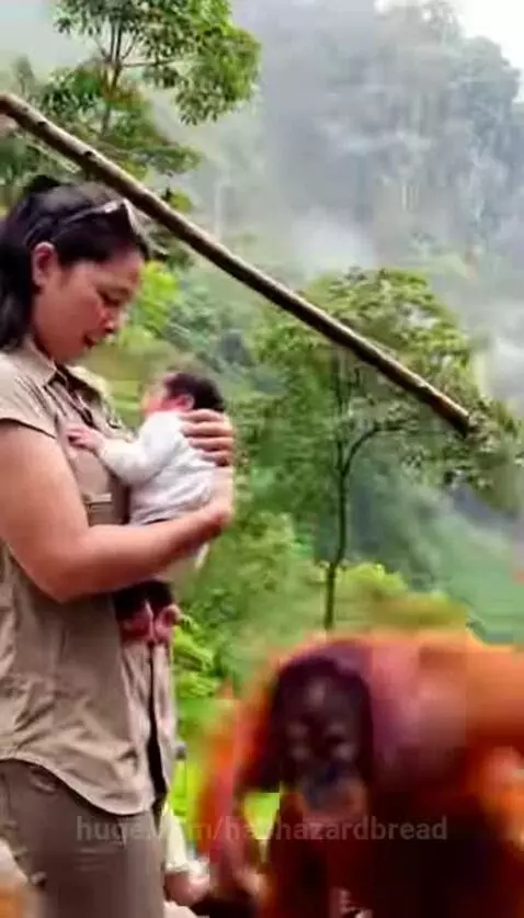 Orangutan cautiously approaches a woman holding a baby outdoors, with a waterfall in the background.