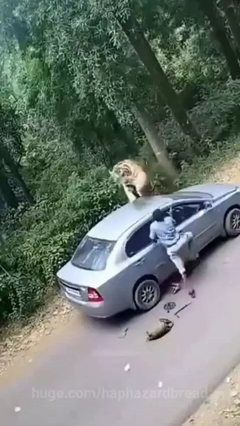 Before he opens the door tiger approached😱🥺🥺🥺 by haphazardbread