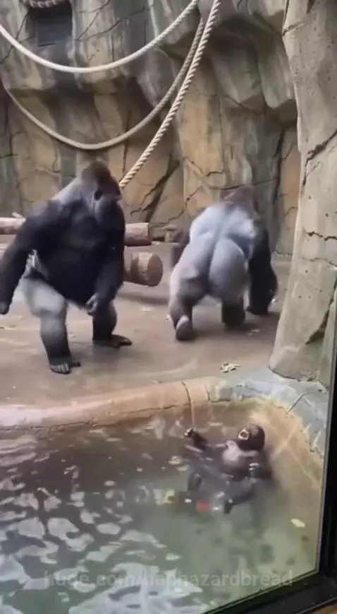 Mother gorilla pulling her baby out of shallow water, looking protective.