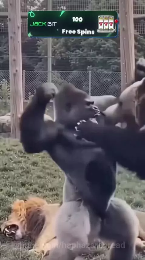 A gorilla fighting a bear in an animal enclosure, with a lion visible on the ground.