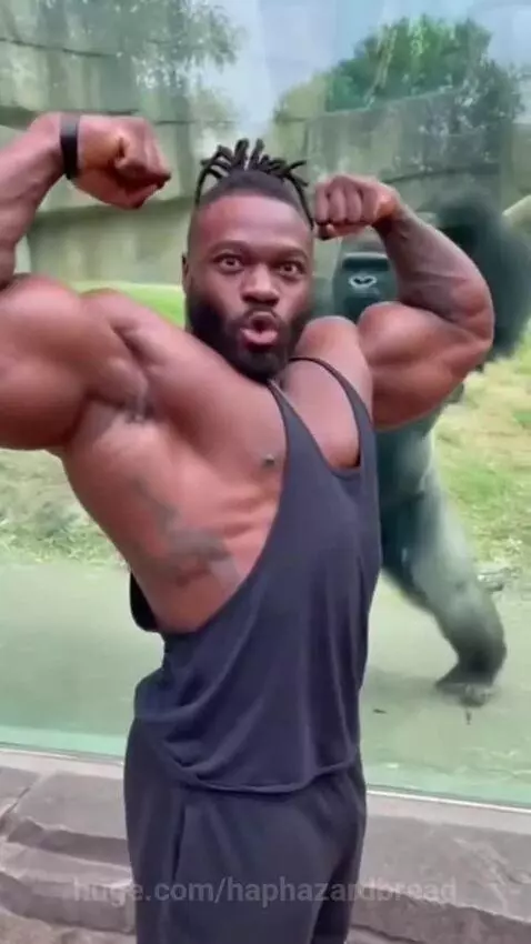 Muscular man flexing biceps at a gorilla in a zoo enclosure, gorilla mimics the pose.