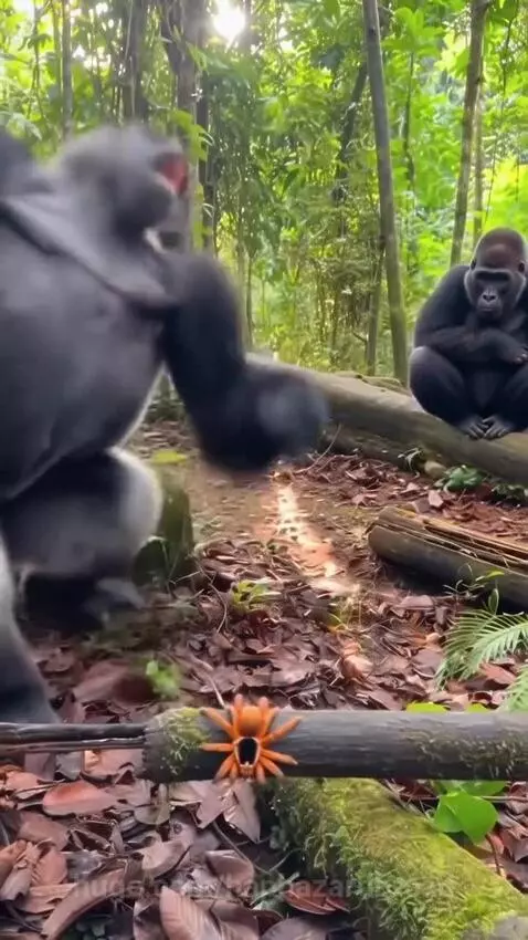 Silverback gorilla startled by an orange tarantula prop on a log, with another gorilla laughing in the background.