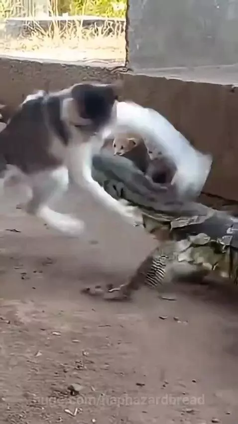 Mother cat aggressively swatting and biting a monitor lizard to protect her three kittens huddled behind her.