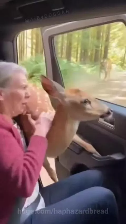 Elderly woman comforting a young deer that jumped into her car while a tiger approaches in the background.