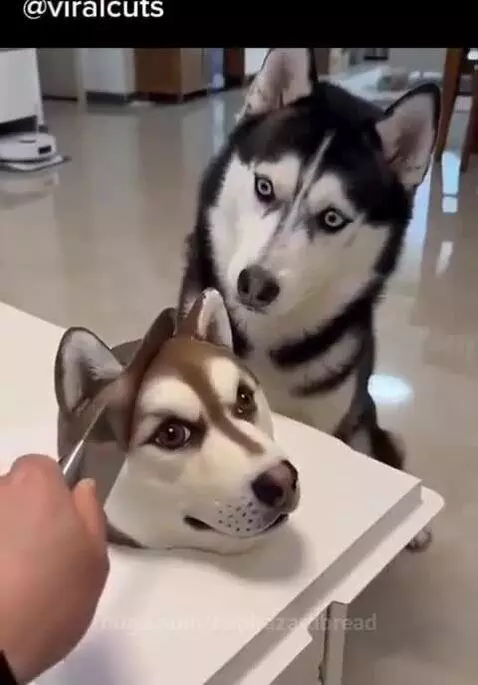 Husky dog dramatically falls over backwards with eyes wide open as a cake is cut.