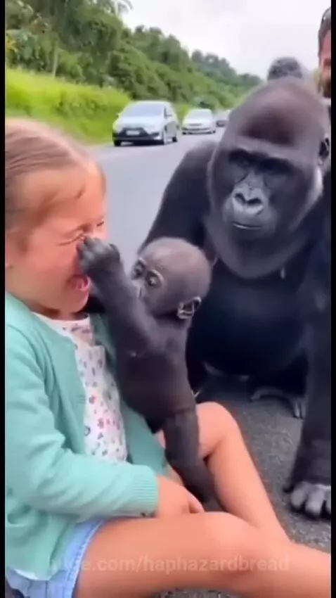 A young girl with pigtails interacts with a baby gorilla, while an adult gorilla watches protectively.