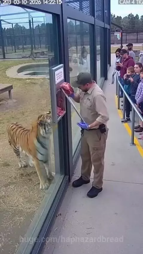 A zoo man attacked by tiger by haphazardbread