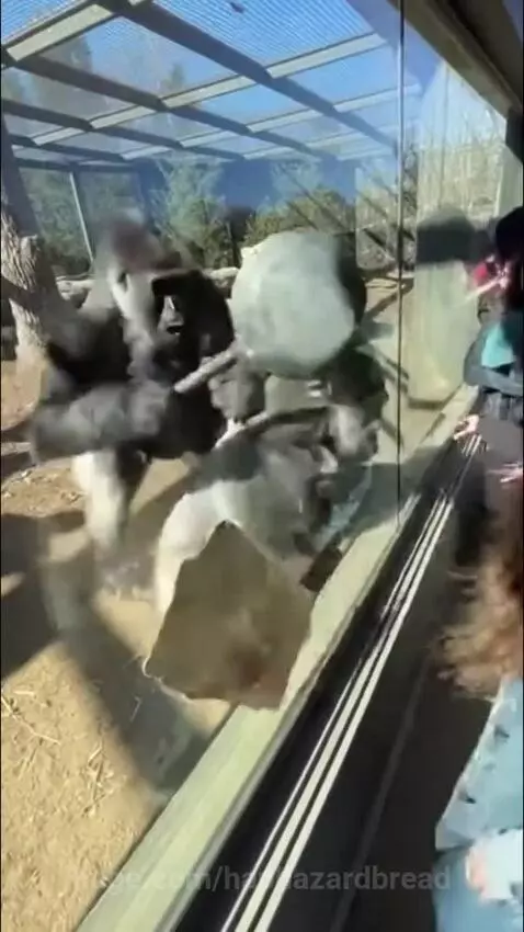 I love you proposal gone wrong😂💔💍 by haphazardbread