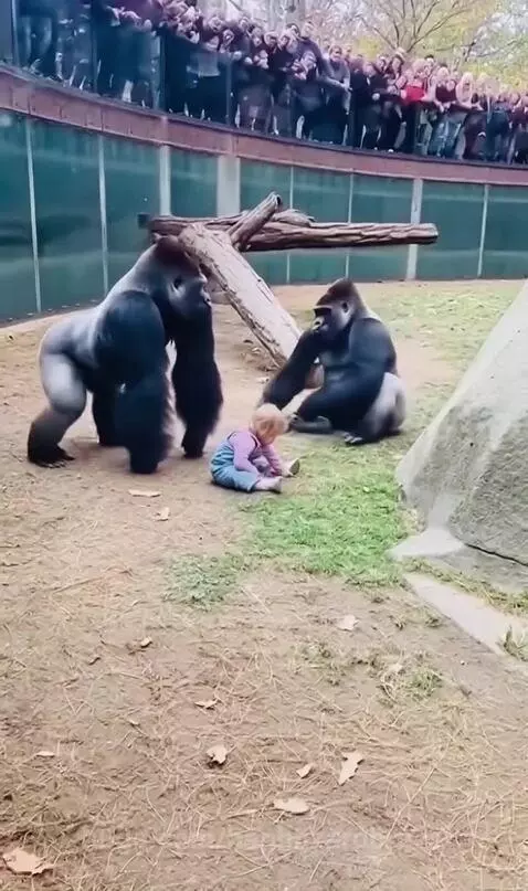 A gorilla carefully holding a small child and handing it back to people watching from an elevated viewing area.