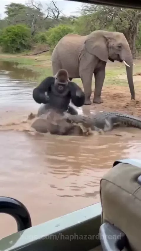 A gorilla pulling a baby elephant out of muddy water while a crocodile is present.