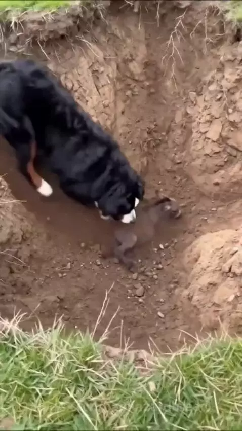 Bernese Mountain Dog gently carrying a baby donkey out of a deep trench to its mother.