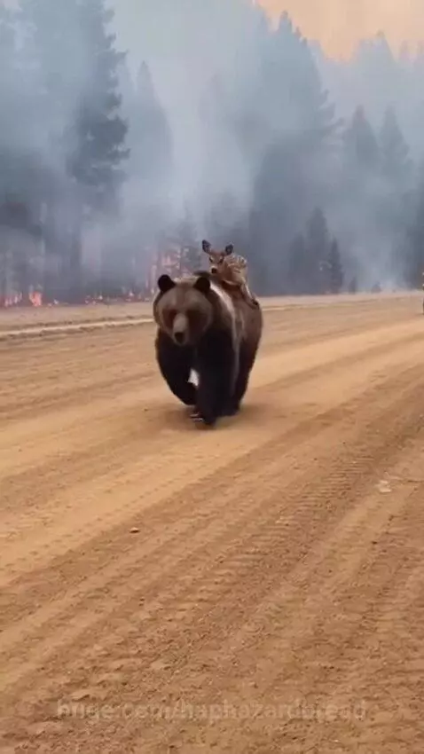 Bear gently nudges injured fawn on a blanket as firefighters in yellow gear attend to it during a forest fire.