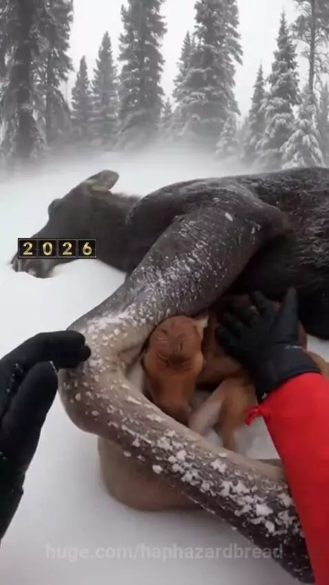 Person in red jacket helps a tiny newborn moose calf nestled beside its deceased mother in deep snow.