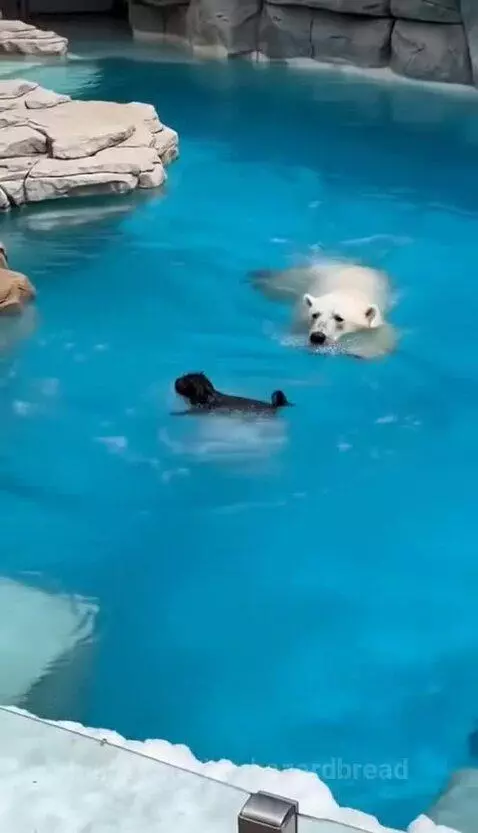 Polar bear gently carrying a small black dog in its mouth towards the edge of a pool.