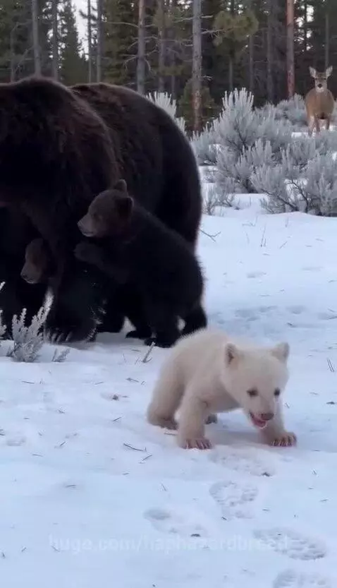 A white bear cub crying while a deer nuzzles it in a snowy forest with its mother bear and sibling nearby.