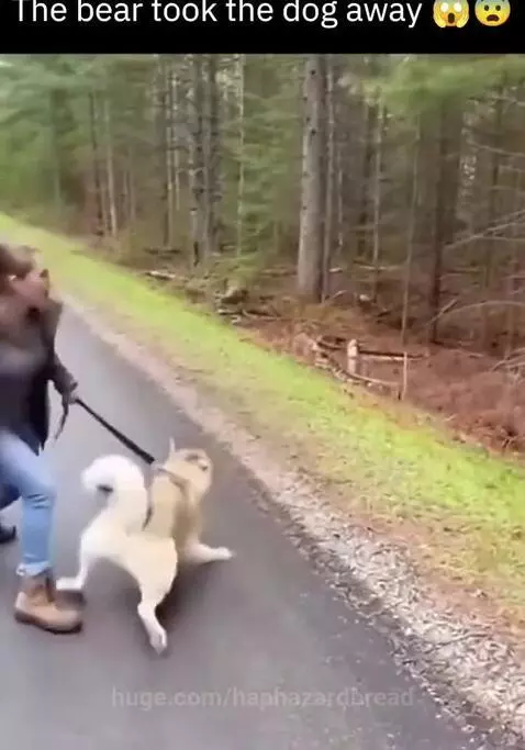 Bear shockingly took away my dog by haphazardbread