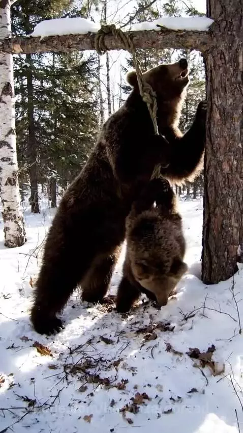 A brown bear and cub in a snowy forest try to reach food hanging from a rope, before a person cuts it down.