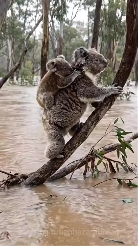 An elephant wading through floodwaters with two koalas clinging to its back.