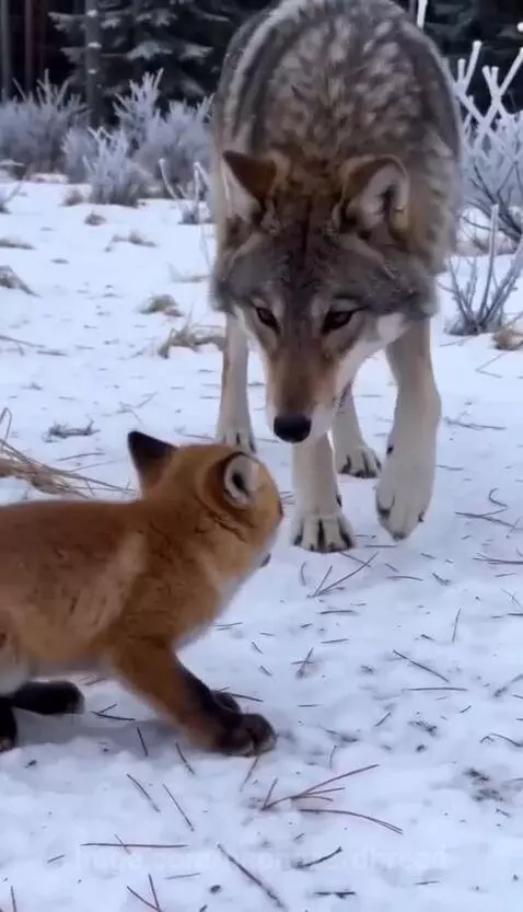 A grey wolf lies down while a small fox kit nuzzles against its underside in a snowy forest.
