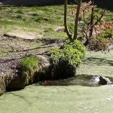 Mother lion reaching into water to pull out a cub that fell in.
