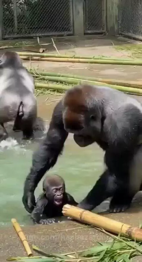 A mother gorilla holds her crying baby close while facing away from a male gorilla.