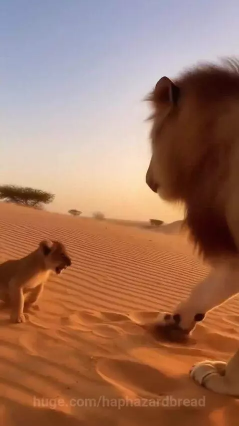 Lion cub playfully growls at male lion, then lioness joins and swats male. Family stands together at sunset.