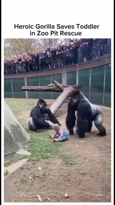 Gorilla gently carrying a toddler towards zoo visitors at the edge of an enclosure.