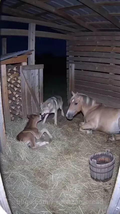 Mother horse aggressively kicking and biting a wolf that attacked her foal in a stable.