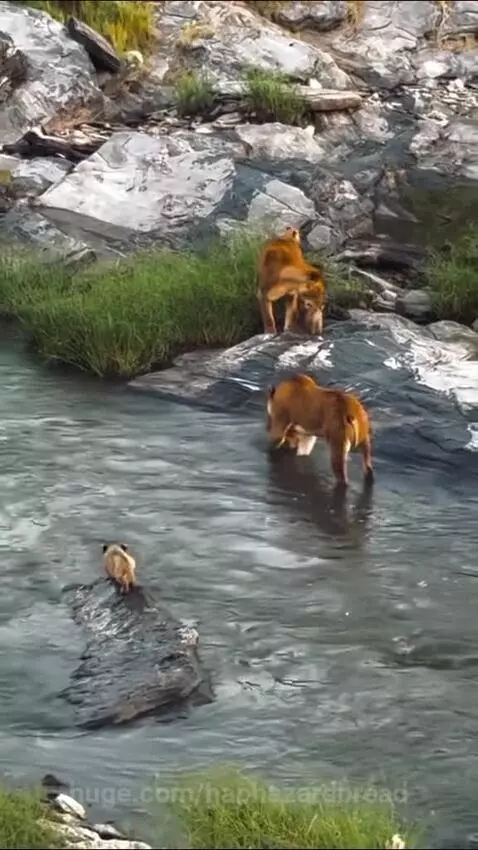 Lioness carefully guiding her cubs through a river, helping them reach the other side.